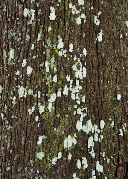 Dark Bark — Stock Photo, Image