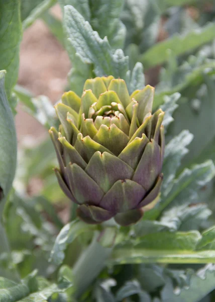 Planta de alcachofa — Foto de Stock