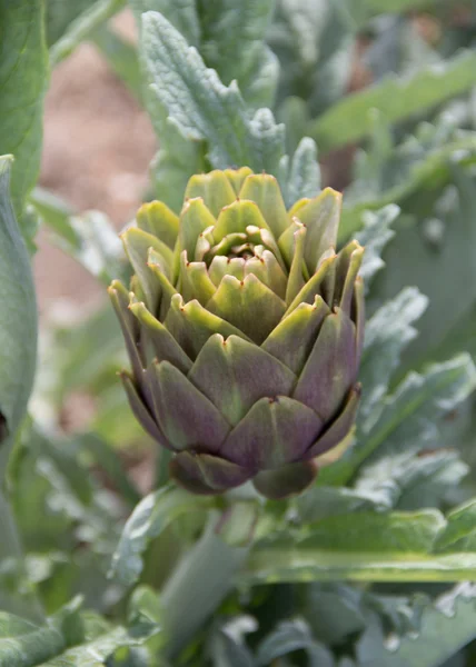 Planta de alcachofra — Fotografia de Stock