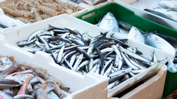 Mercado de pescado - alici — Foto de Stock