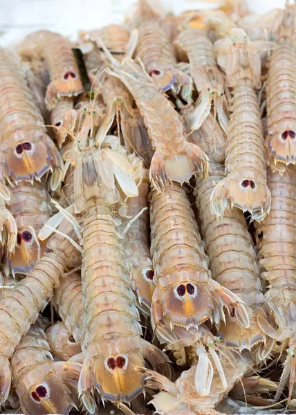 Cicale di mare - küçük Avrupa locust ıstakoz — Stok fotoğraf