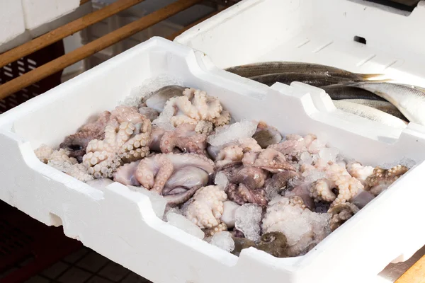Octopuses on a market — Stock Photo, Image