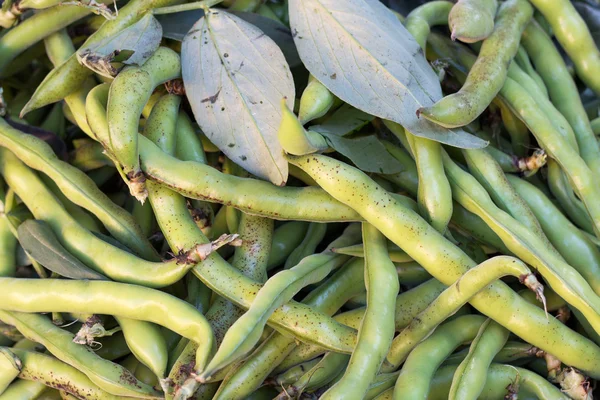 Raw green beans — Stock Photo, Image