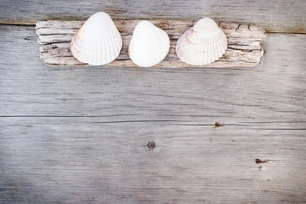 Travel  background - wood  and seashells — Stock Photo, Image