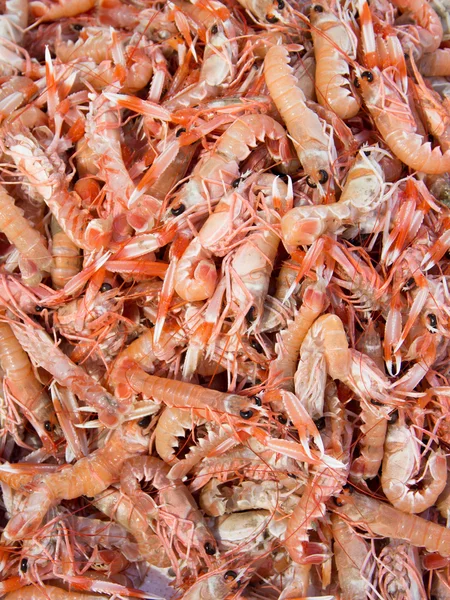 Scampi 's — Stockfoto