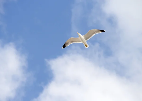 Weiße Möwe am blauen Himmel — Stockfoto