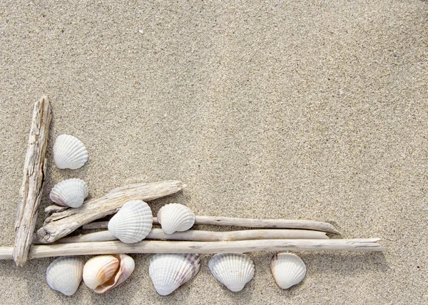 Морские раковины и древесина на песке — стоковое фото
