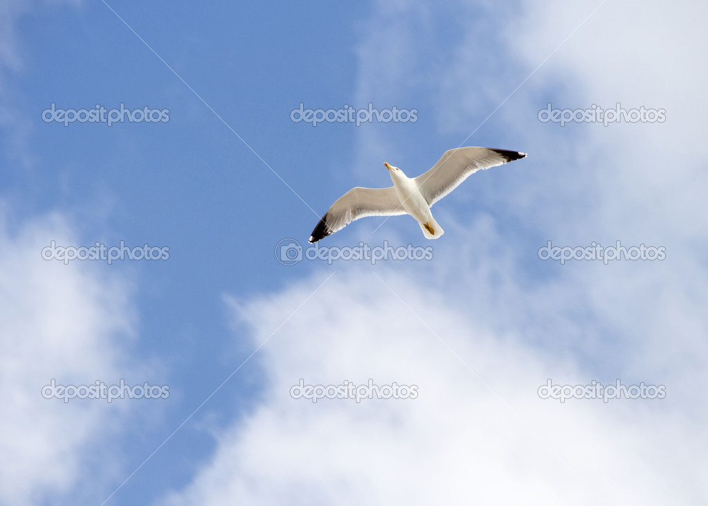 White seagull in the blue sky