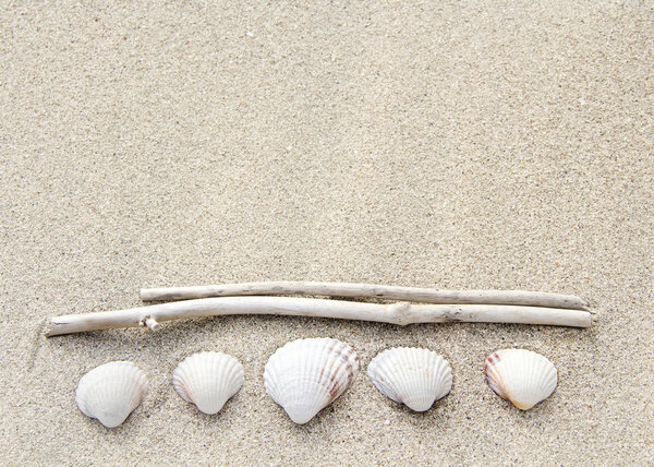 Морские раковины и древесина на песке
