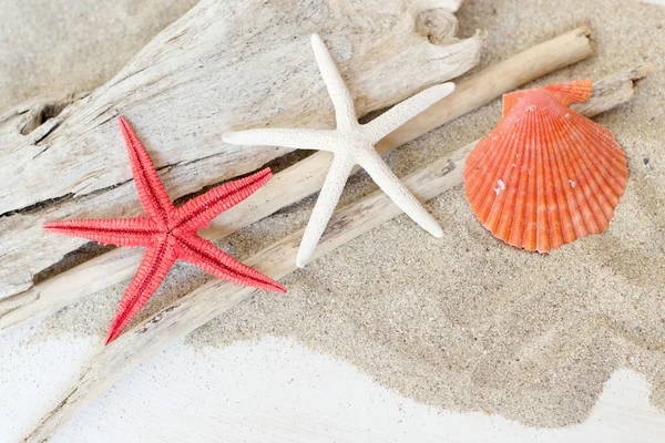 Sea shells, starfish and wood - Tropical travel — Stock Photo, Image