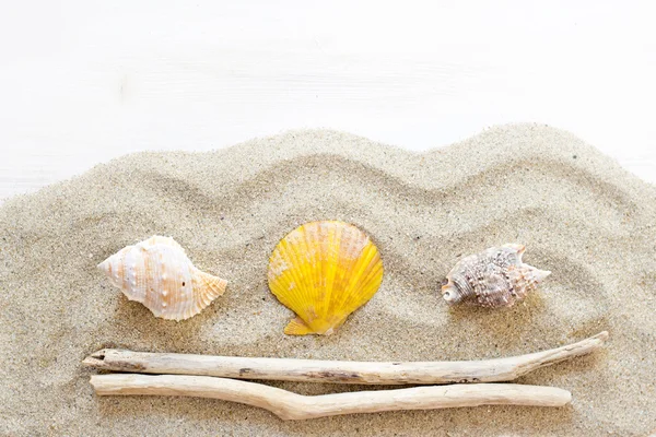 Sea shells, starfish and wood - Tropical travel — Stock Photo, Image