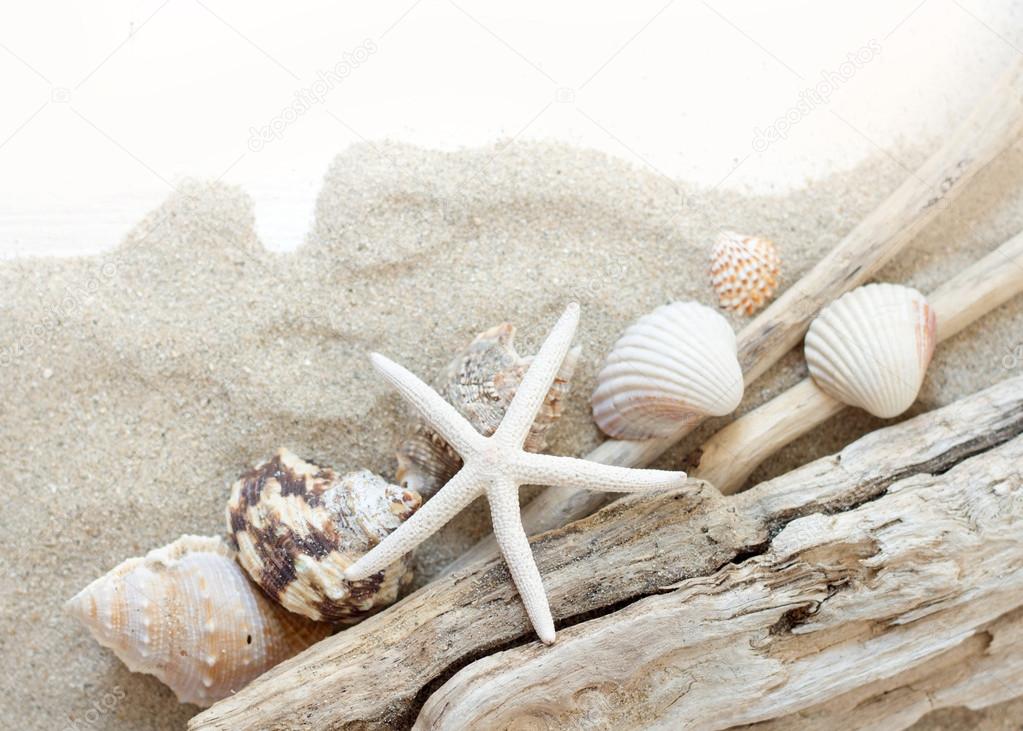Sea shells, starfish and wood - Tropical travel