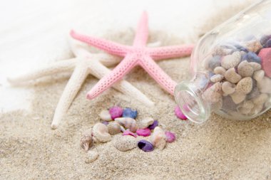 Deniz kabukları ve denizyıldızı kum üzerinde