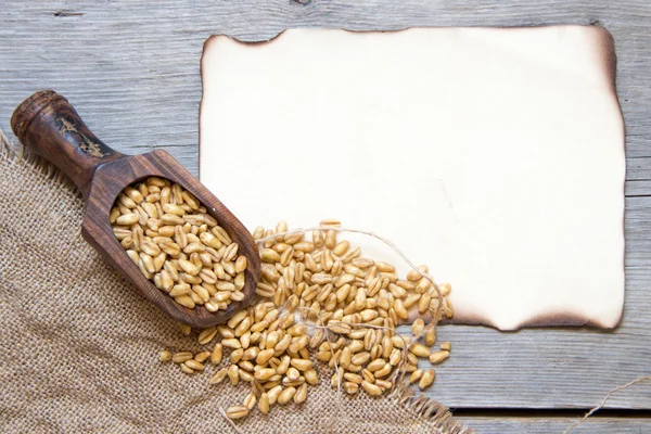 Contexto com grãos de trigo — Fotografia de Stock