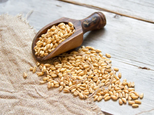 Grains de blé dans une cuillère en bois — Photo