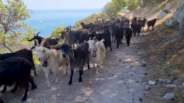 Gargano, Puglia, İtalya 'daki kırsal yolda keçi sürüsü. Güzel kırsal hayat sahnesi. Seyahat ve doğa kavramına yakınlık