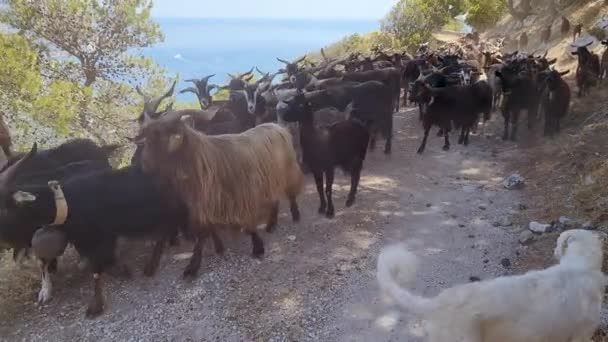 イタリアのプーリア州ガルガーノの田舎道にヤギの群れ 美しい田園生活のシーン 自然コンセプトへの旅と近さ — ストック動画