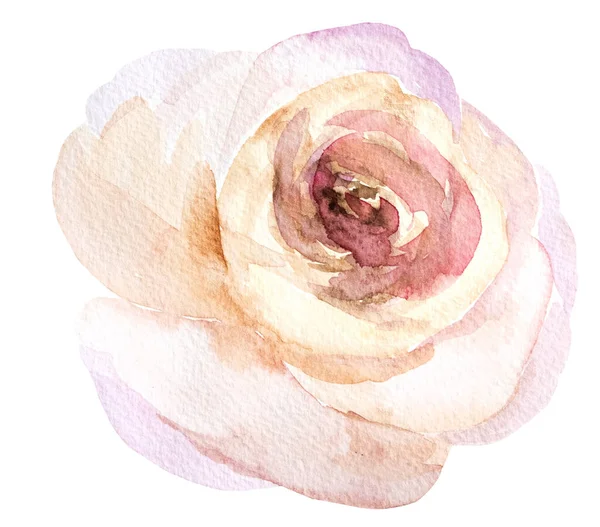 Rosa Claro Acuarela Flor Aislada Blanco Elemento Romántico Para Papelería —  Fotos de Stock