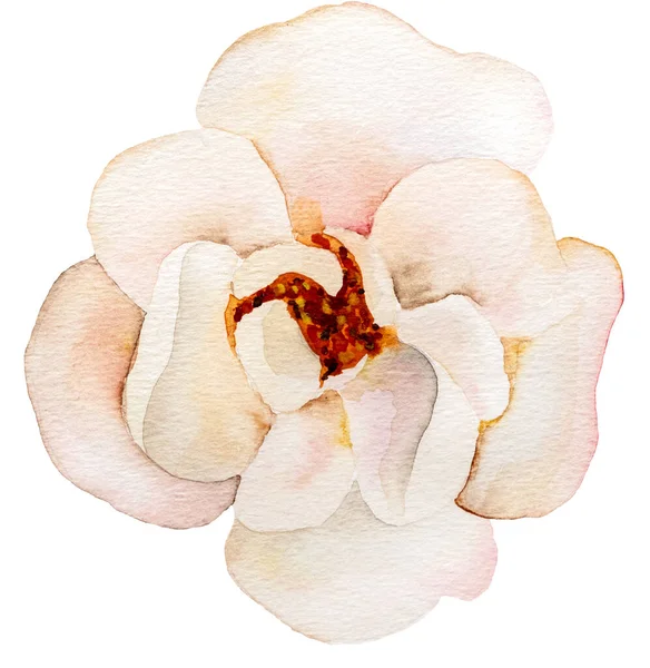 Cream Watercolor Flower Isolated White Romantic Element Wedding Stationery Greeting — Stock Photo, Image