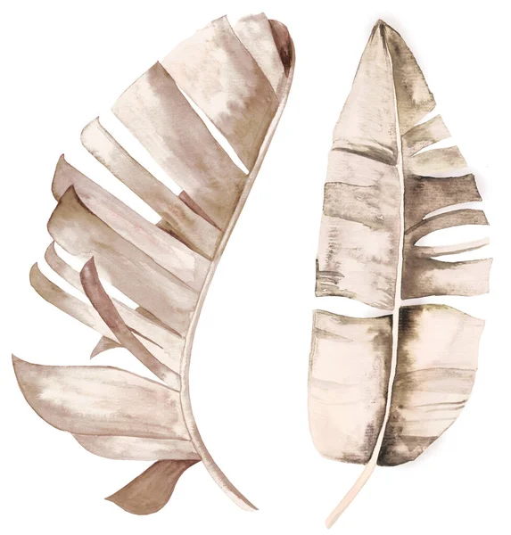 Brown Watercolor Dried Banana Leaves Tropical Bohemian Illustration Isolated Beige — Foto Stock