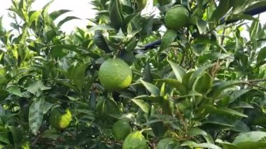 Olgunlaşmamış yeşil portakallar evcil bir bahçede yeşil yaprakların arasında asılı duruyor. Deniz aygırı meyveleri kapanıyor.. 