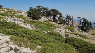 Panoramik manzara Pollino Ulusal Parkı Yazın güneşli bir günde eski Loricato çamlarıyla, İtalya 