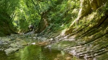 Yeşil orman manzarasında akarsu