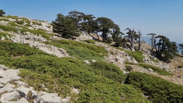 Vista Panorámica Del Parque Nacional Pollino Con Viejos Pinos Loricato — Vídeos de Stock