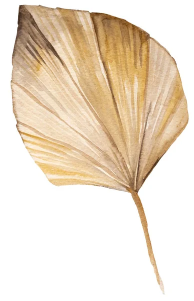 Бурый Сухой Пальмовый Лист Акварели Тропическая Чешская Иллюстрация Изолирована Элемент — стоковое фото