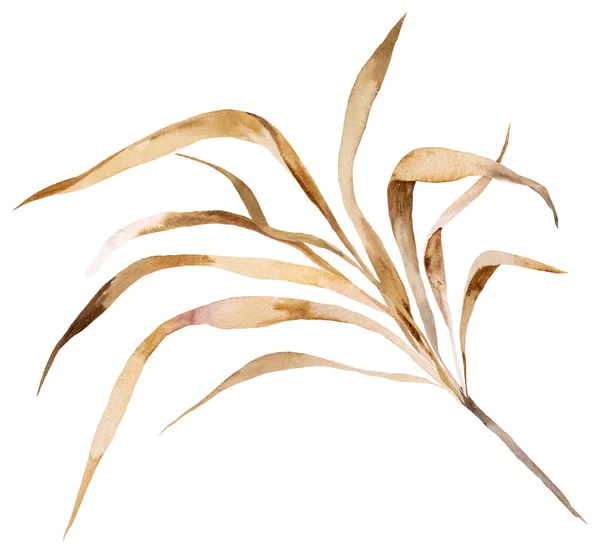 Kahverengi Suluboya Kurumuş Çimen Yaprakları Tropik Bohem Çizimleri Izole Edilmiş — Stok fotoğraf