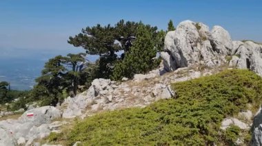 Panoramik manzara Pollino Ulusal Parkı Yazın güneşli bir günde eski Loricato çamlarıyla, İtalya 