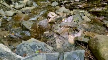 Yeşil orman manzarasında akarsu