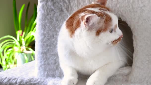 一只白猫和一只红猫在猫的房子里悠闲自在地呆着 四处张望 — 图库视频影像