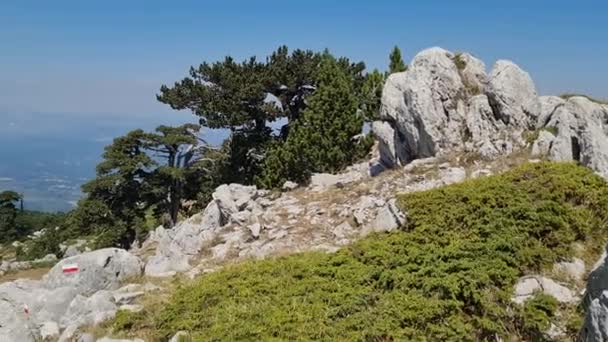パノラマビュー夏の晴れた日に古いロリカート松とポリーノ国立公園 イタリア — ストック動画