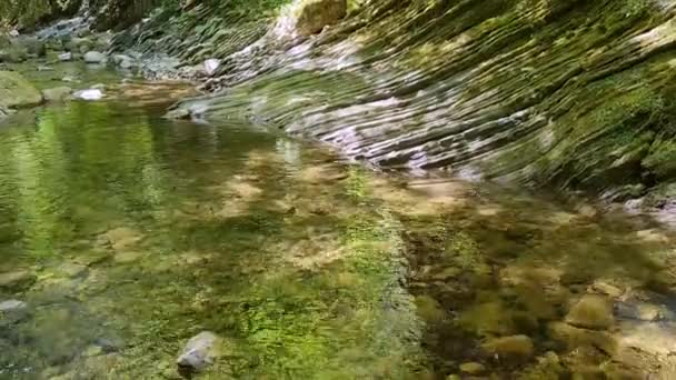 Perro Negro Corriendo Cerca Del Río Stream Paisaje Verde Del — Vídeos de Stock