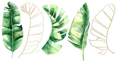 Yeşil ve Altın suluboya tropikal muz yaprakları çizimi. Düğün tasarımı için zarif elementler, tebrik kartları ve el işi, metin için yer