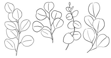 Siyah Taslaklar yeşillik okaliptüs dalları ve el çizimi çizimleri izole edilmiş. Düğün tasarımı, tebrik kartları ve el işi için zarif bir unsur.