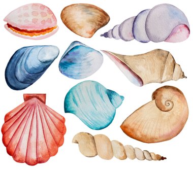 El çizilmiş suluboya mavi, kahverengi ve kırmızı deniz kabuğu beyaz üzerine izole. Kutlama kartları için sualtı illüstrasyonu, yaz sahili düğün davetiyeleri ve diğer baskı ve el işi projeleri