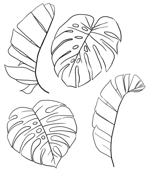 Desenhos Pretos Banana Tropical Monstera Folhas Ilustração Monocromático Elemento Elegante — Fotografia de Stock