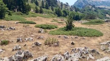 Panoramik manzara Pollino Ulusal Parkı Yazın güneşli bir günde eski Loricato çamlarıyla, İtalya 