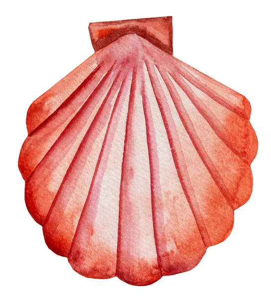 Ręcznie Rysowane Akwarela Czerwone Muszelki Odizolowane Białym Podwodne Ilustracja Kartek — Zdjęcie stockowe