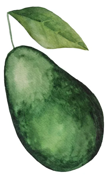 Abacate Muito Suculento Ilustração Fruta Tropical Aquarela Alimentos Saudáveis Dieta — Fotografia de Stock