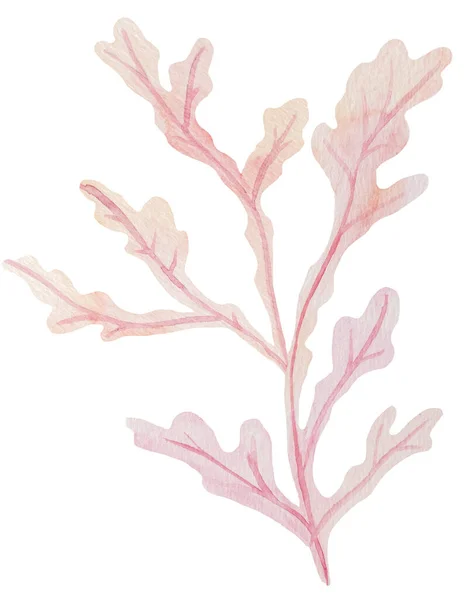 Zestaw Ręcznie Rysowane Wodorosty Morskie Akwarela Pastelowy Różowy Izolowane Podwodne — Zdjęcie stockowe