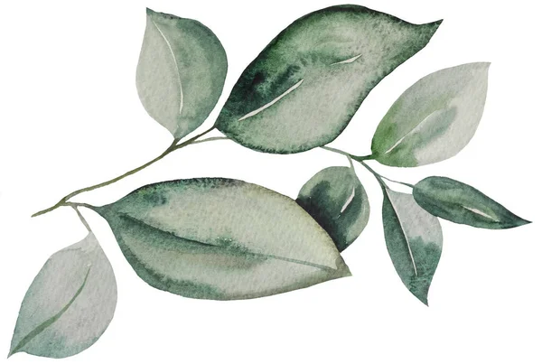 Zelená Akvarel Botanické Listy Ilustrace Izolované Prvek Pro Svatební Design — Stock fotografie