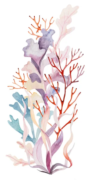 Watercolor Arrangement Made Seaweeds Pastel Colors Isolated Underwater Bouquet Illustration — Stock Photo, Image