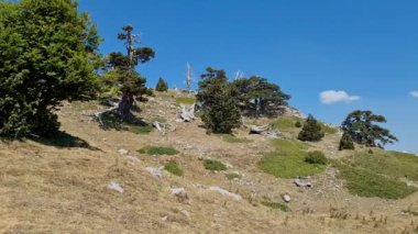 Panoramik manzara Pollino Ulusal Parkı Yazın güneşli bir günde eski Loricato çamlarıyla, İtalya 
