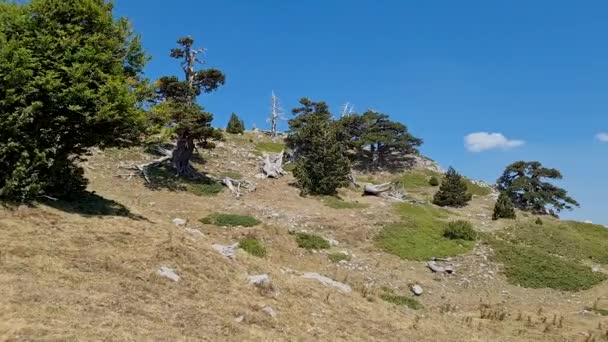 Panoraamanäkymät Pollino Kansallispuisto Vanha Loricato Mäntyjä Kesällä Aurinkoinen Päivä Italia — kuvapankkivideo
