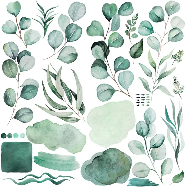 Watercolor green eucalyptus leaves, lines and spots illustration isolated. Elements for wedding design, greetings cards, crafting