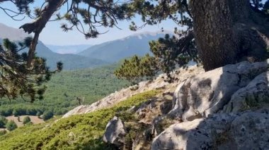 Panoramik manzara Pollino Ulusal Parkı Yazın güneşli bir günde eski Loricato çamlarıyla, İtalya 