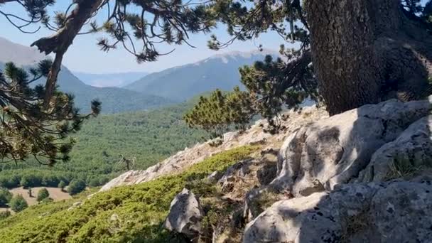 Vista Panorámica Del Parque Nacional Pollino Con Viejos Pinos Loricato — Vídeos de Stock
